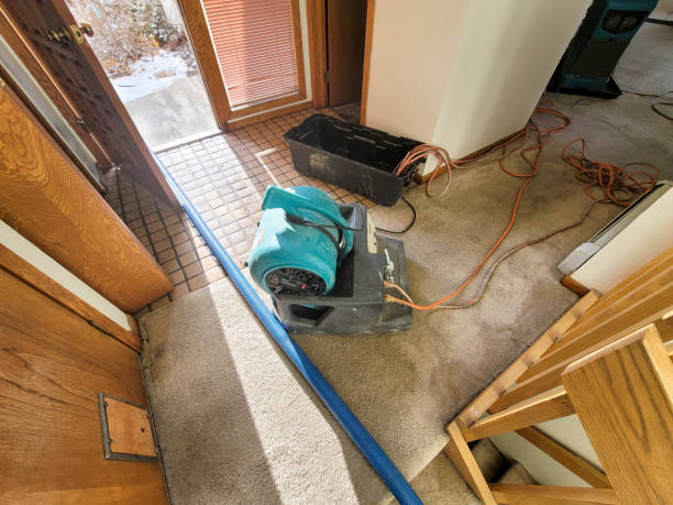 Best Carpet water damage restoration  in Hallsville, MO