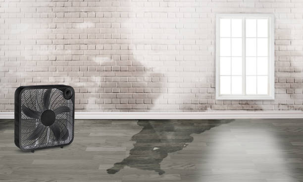 Best Local water damage restoration  in Hallsville, MO